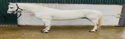 Allround hästar till salu: 5yo Connemara gelding - Annons 8