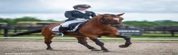 Dressyr hästar till salu: Top FEI pony  - Annons 9
