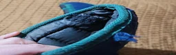 Övrig Hästutrustning hästutrustning till salu: Transportskydd - Annons 7