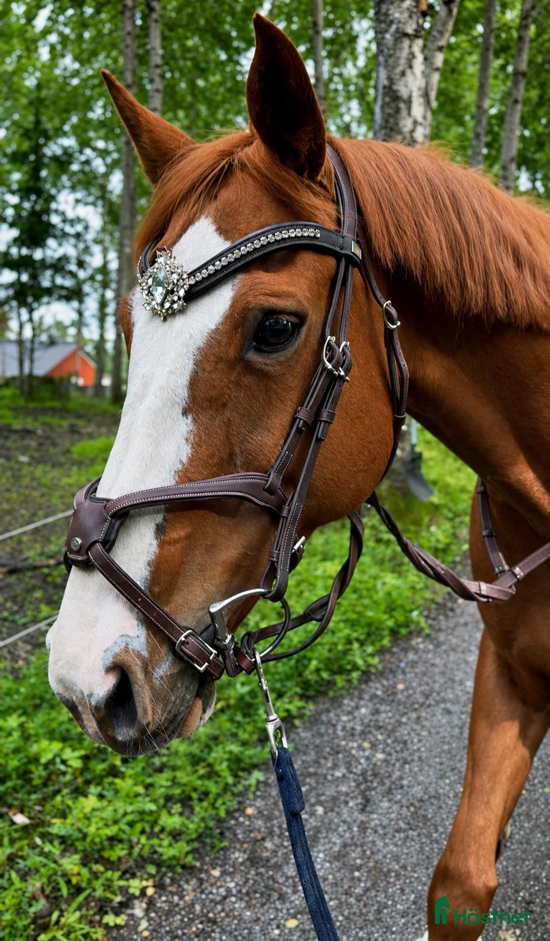 Hoppning hästar till salu: 11 årigt sto som gått 140/haft föl - Annons 2