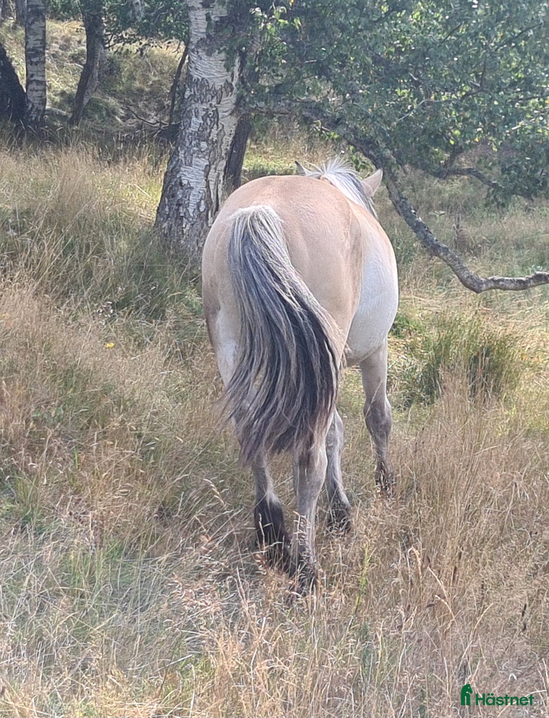 Körning hästar till salu: Fin nordsvensk  i Henån - Annons 4