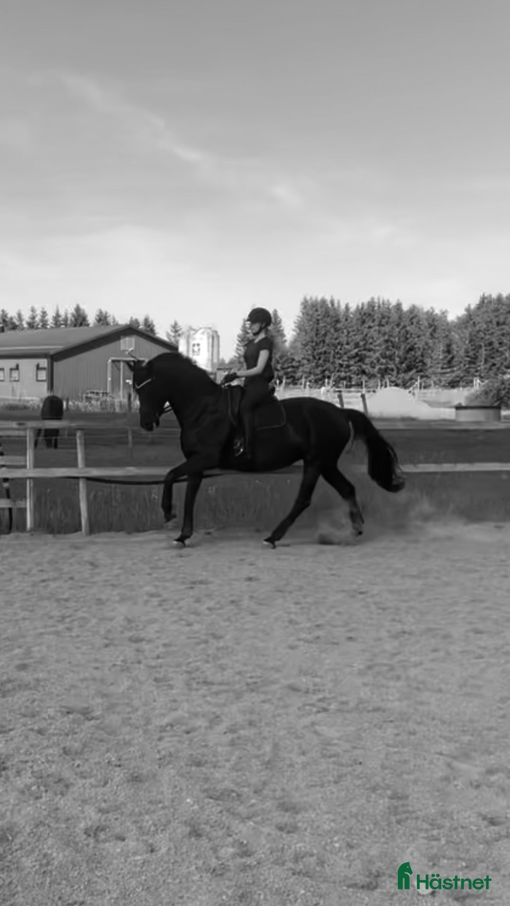  medryttarhäst sökes: Söker ny bästavän - Annons 7