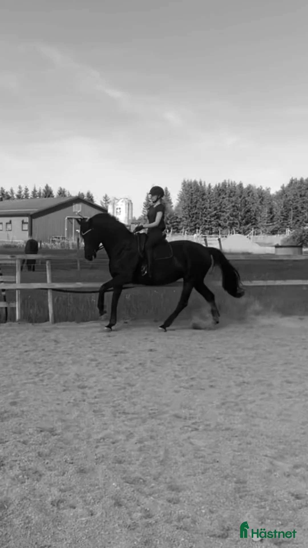  medryttarhäst sökes: Söker ny bästavän i Skå - Annons 1
