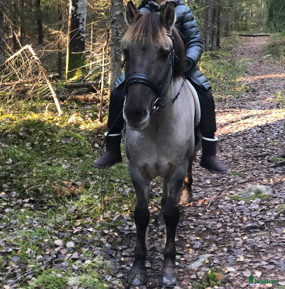 Allround hästar till salu: Snäll läromästare  - Annons 2