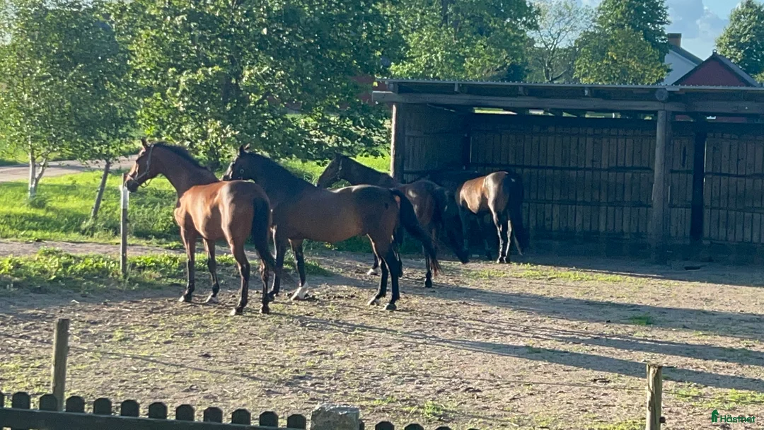 Allround hästar sökes: Söker trygg, stabil, läromästare - Annons 9