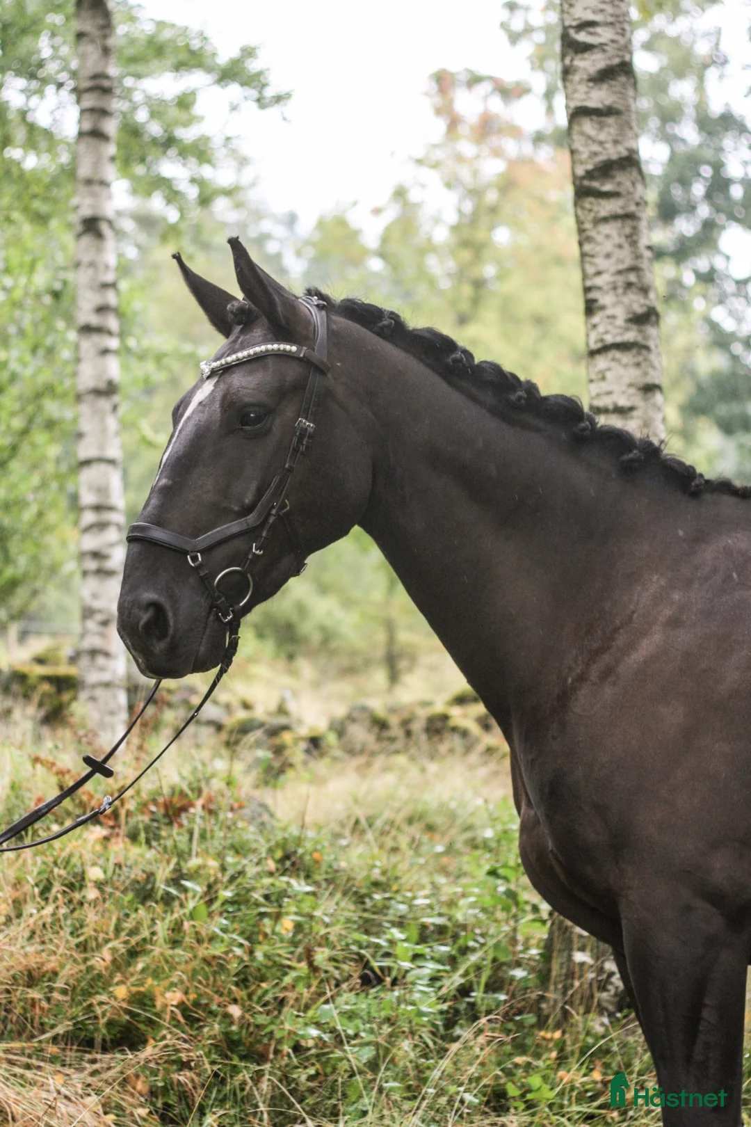Övrigt hästar till salu: Projekt med hjärtat på rätt ställe - Annons 3