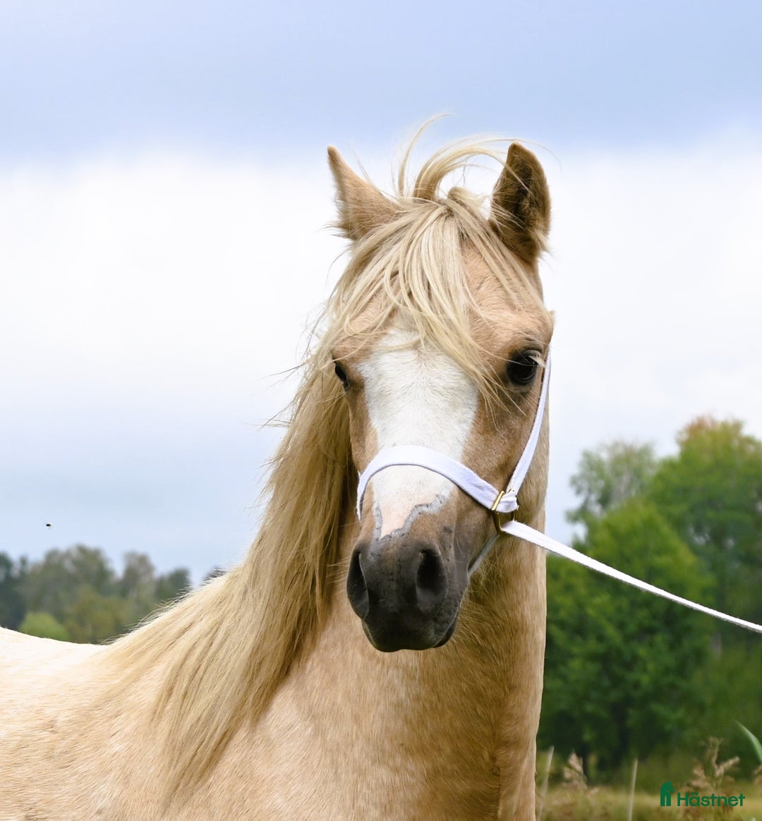 Allround hästar till salu: En trygg och harmonisk Welsh Mountain hingst  i Nyköping - Annons 3
