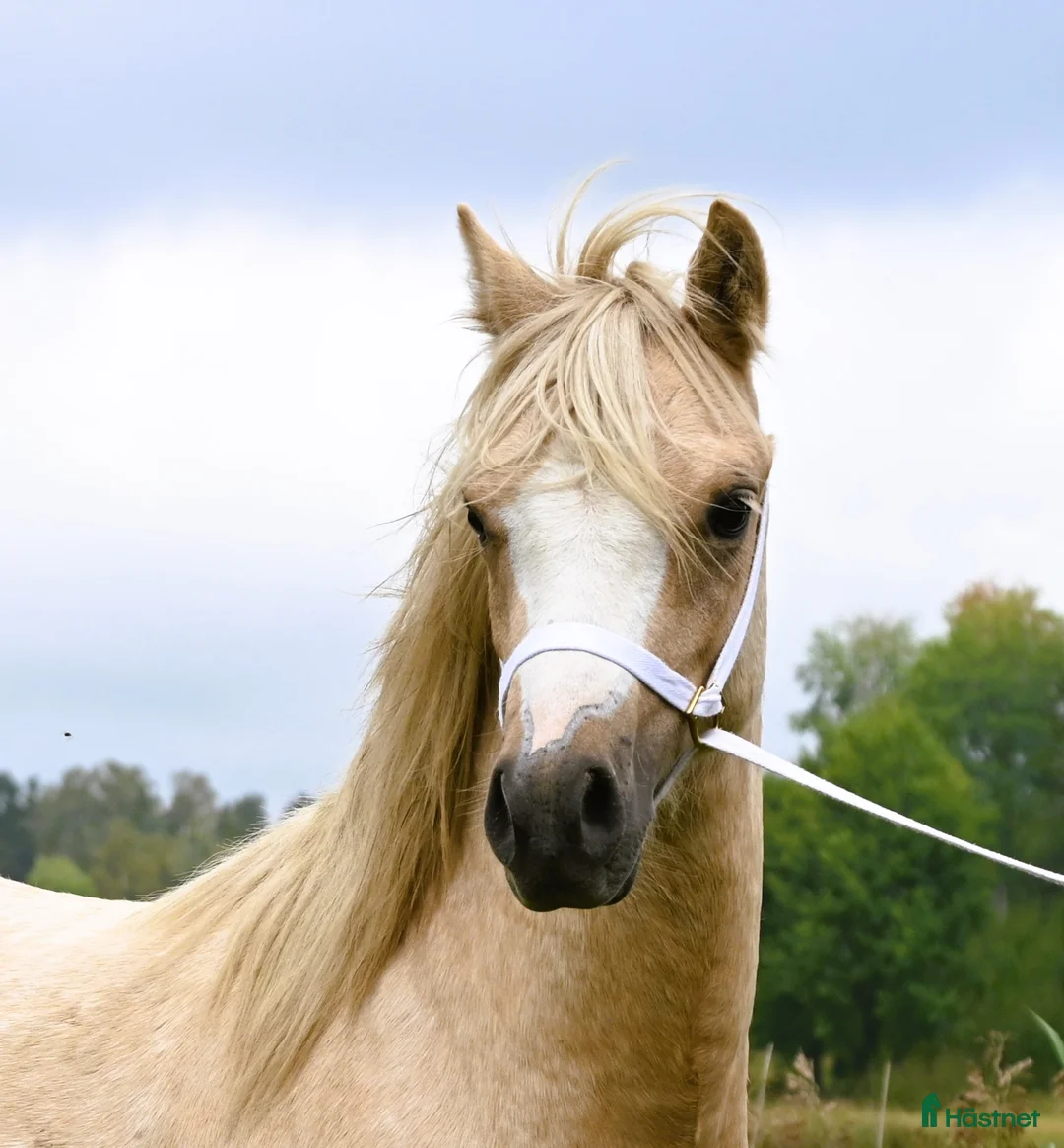 Allround hästar till salu: En trygg och harmonisk Welsh Mountain hingst  i Nyköping - Annons 3