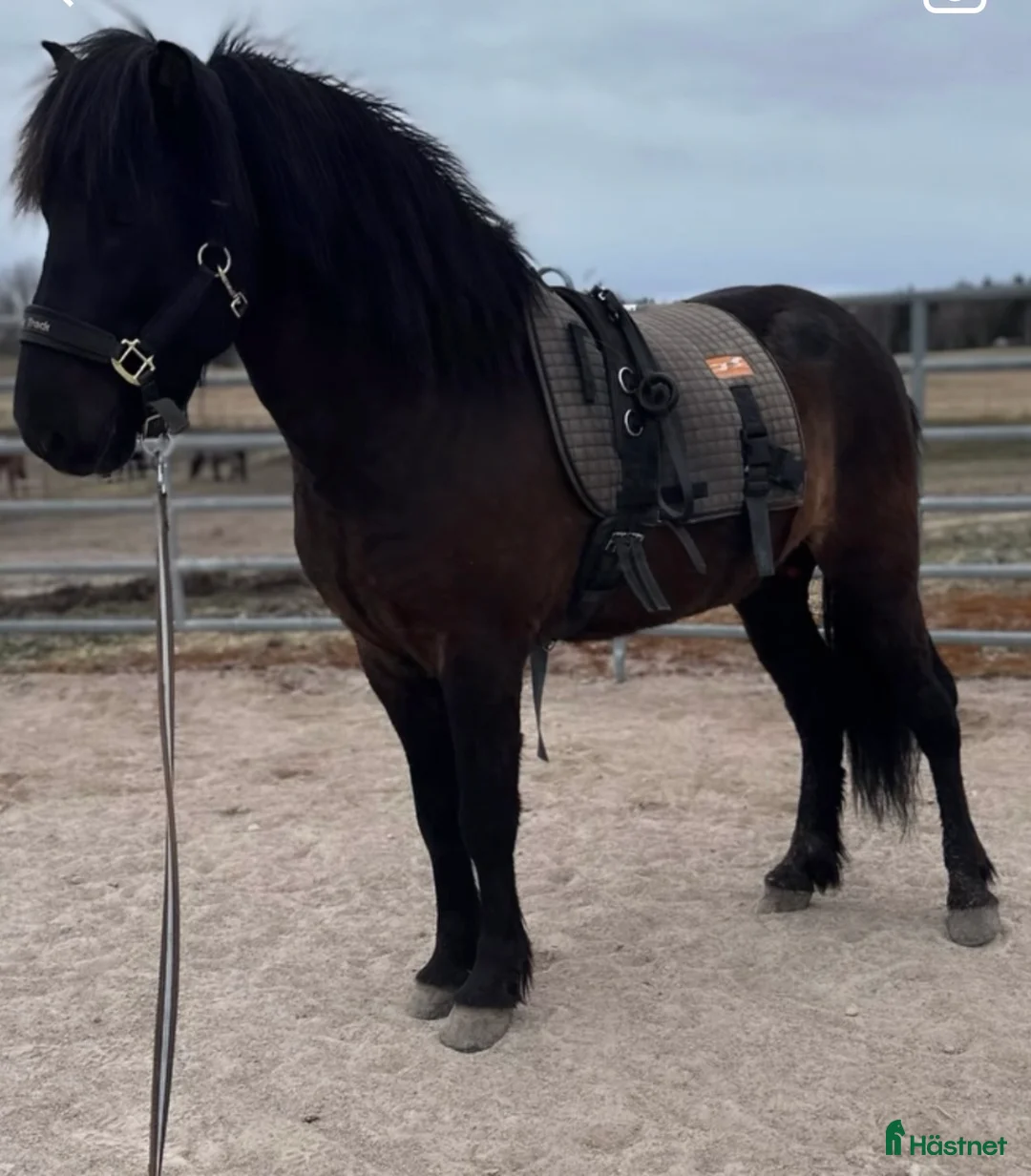 Island hästar till salu: Thor-Björn - pampig valack med potential  i Söderbärke - Annons 9