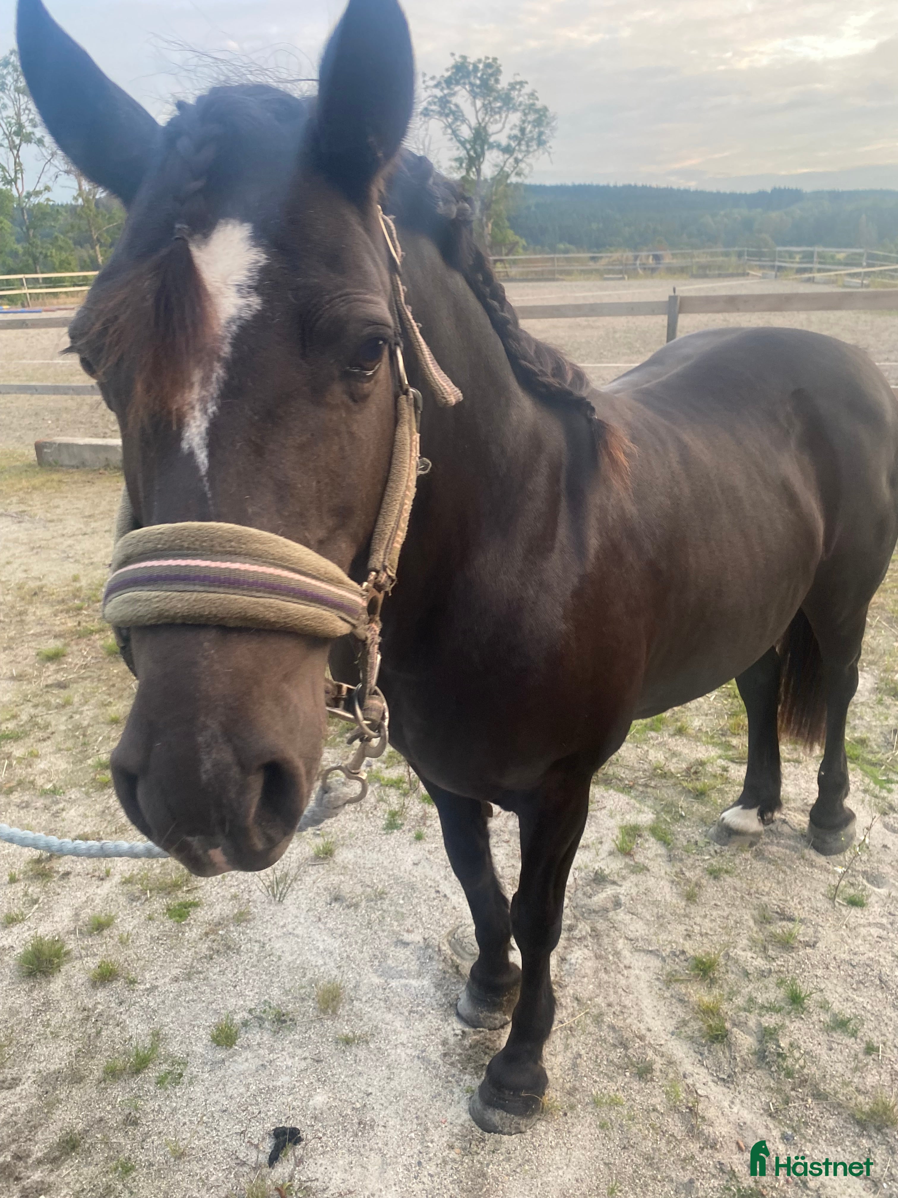  hästar Gulligt sto - Annons 6