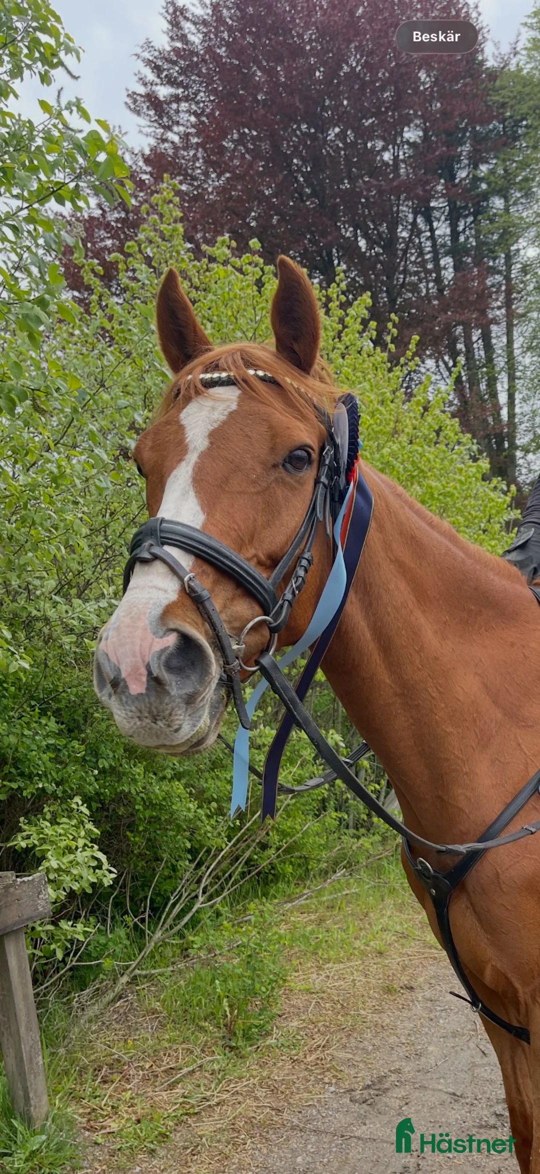 Allround hästar till salu: Charmigt fullblodssto med stor personlighet! i Hällingsjö - Annons 1