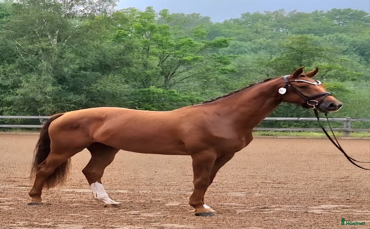  hästar i Alnö - Annons 1