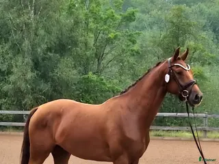 hästar Diplom, 50 poäng på unghästtest. i Alnö - Annons 5