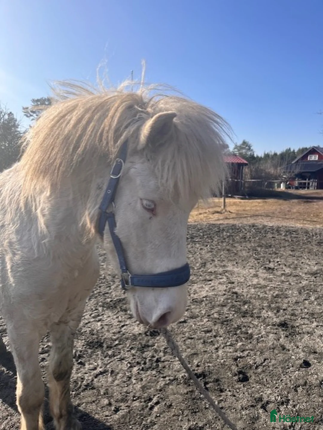 Island hästar till salu: Mycket lovande unghingst i Ankarsrum - Annons 2