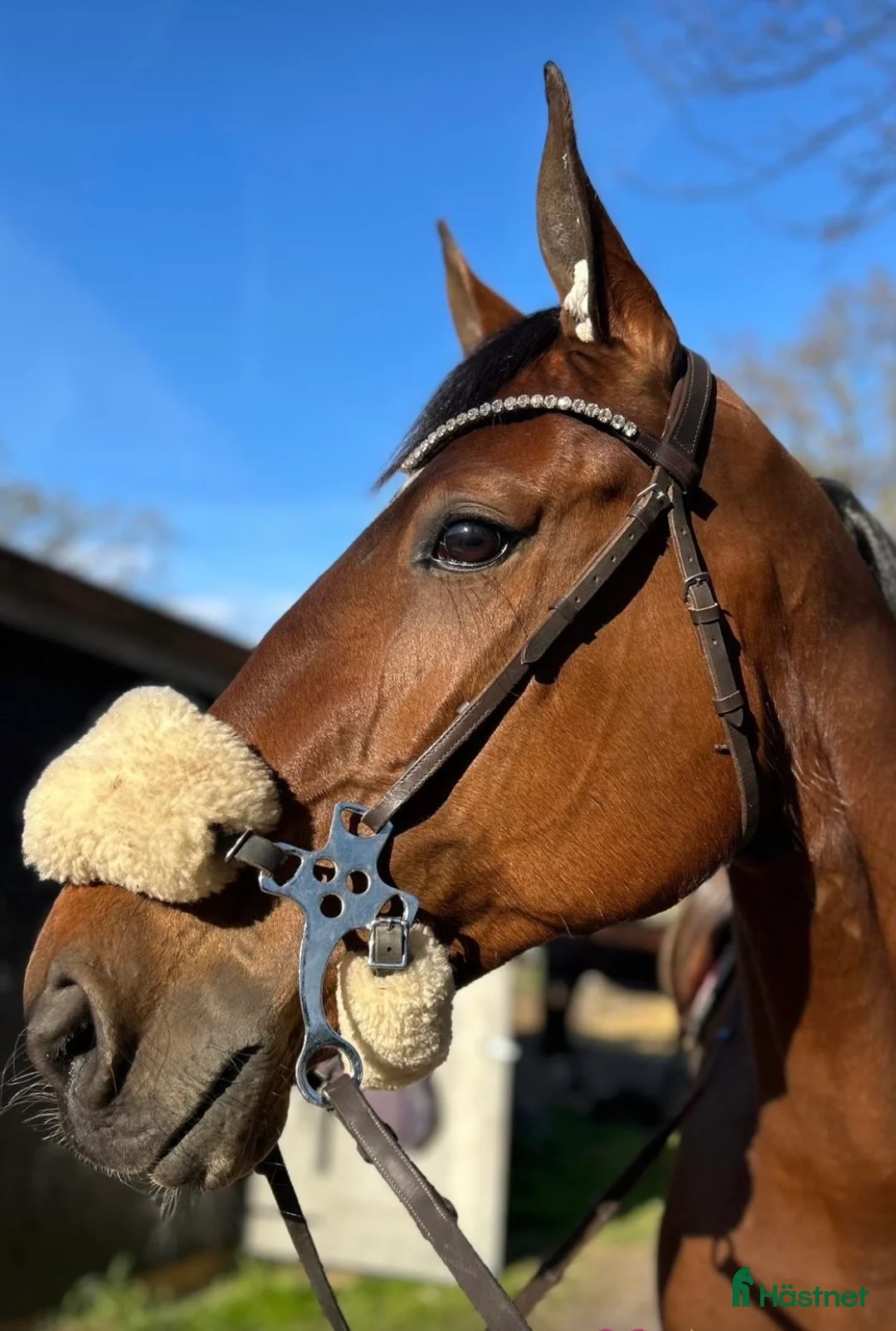 Allround hästar till salu: Framtida ridhäst med positiv inställning  i Fågelmara - Annons 1