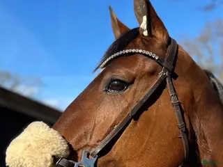hästar Framtida ridhäst med positiv inställning - Annons 1