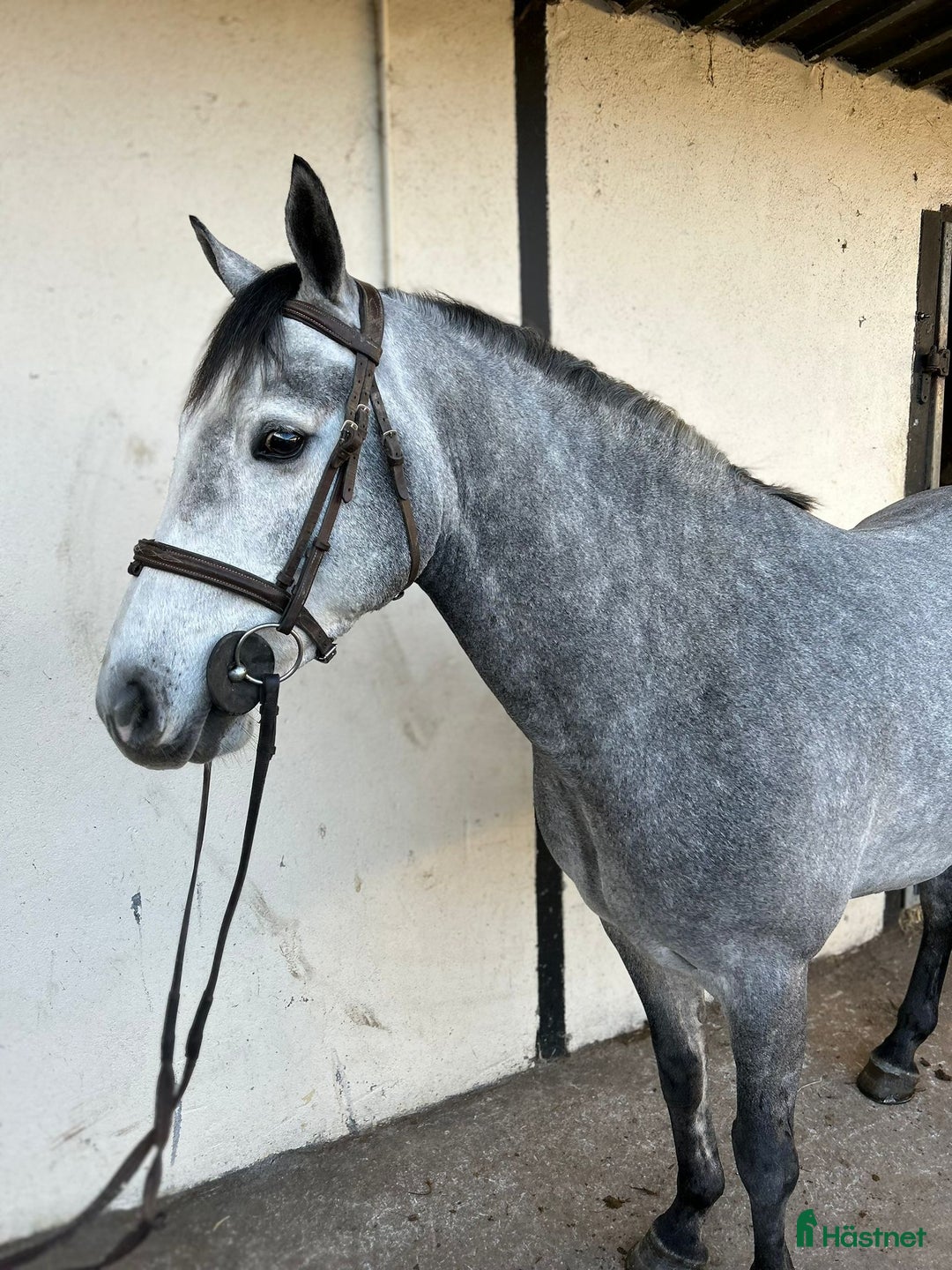 Allround hästar till salu: Alrounder/ Club Ponies i Vrigstad - Annons 11