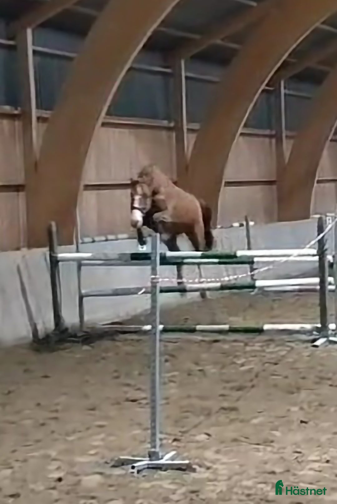 Allround hästar till salu: Hon älskar att hoppa ❤️ i Kungsbacka - Annons 3