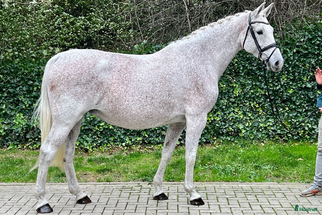 Avelshästar hästar till salu: Prestationssto för avel och promenadridning i Glumslöv - Annons 2