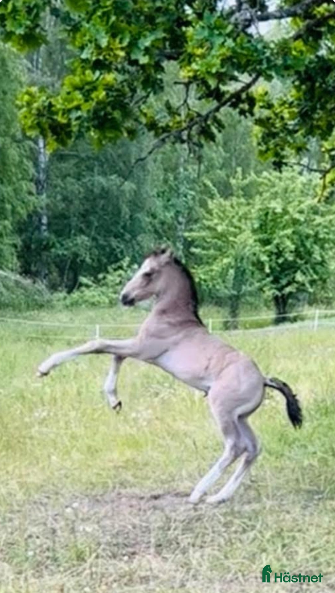 Allround hästar till salu: ⭐️ En lyxig Welsh Cob ⭐️ i Åtvidaberg - Annons 6