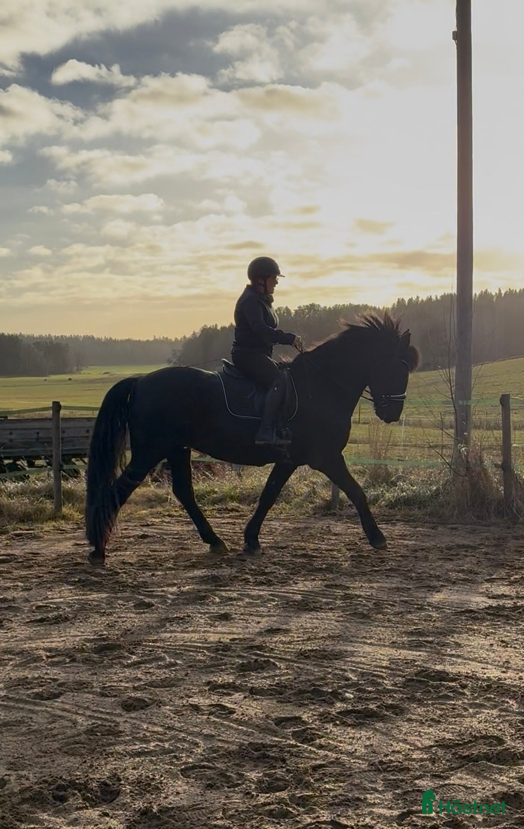 Allround hästar till salu: Trevlig frieser/hbl-valack i Vagnhärad - Annons 5