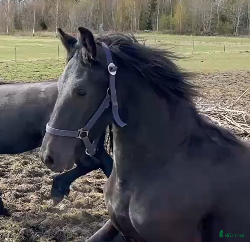  hästar Frieser åring - Annons 5