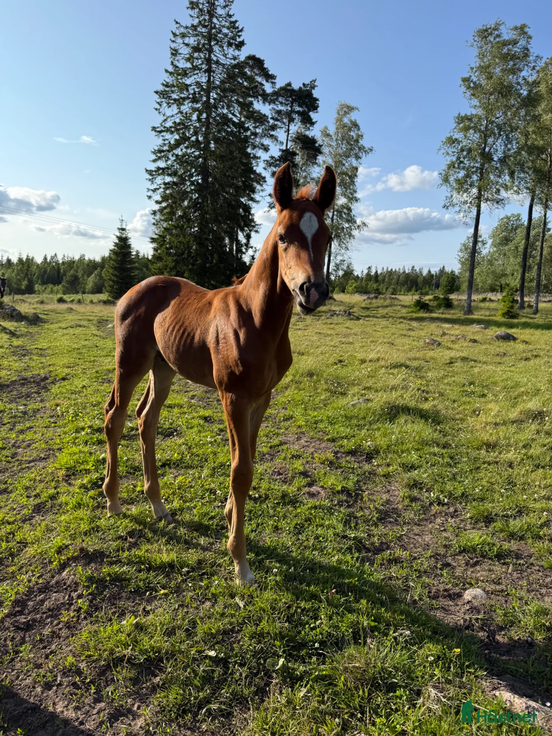 Dressyr hästar till salu: William letar efter sitt nästa hem! - Annons 6