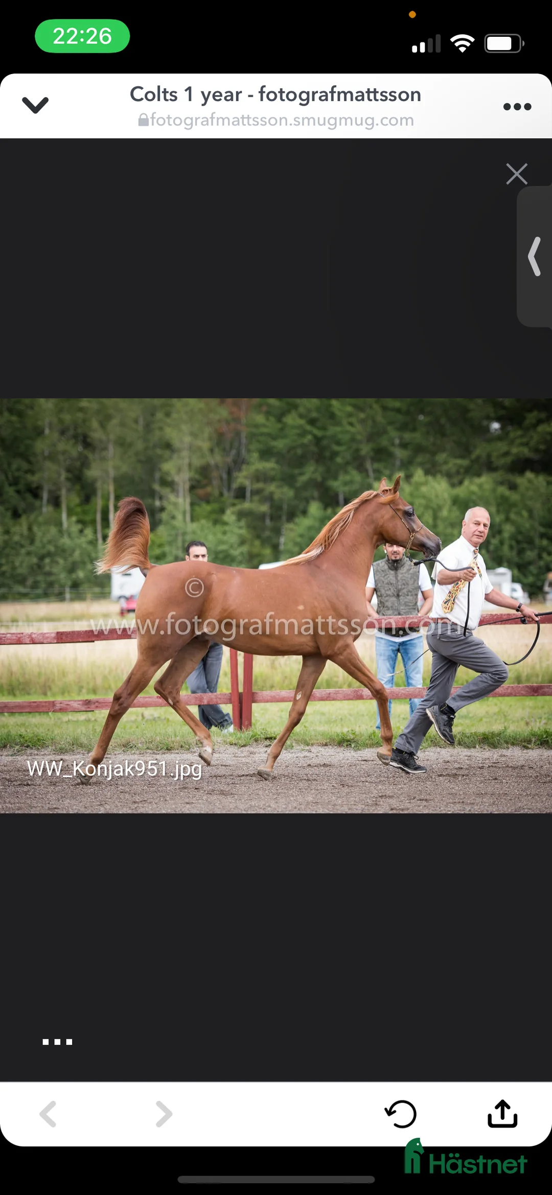Allround hästar till salu: Personlig herre söker nytt hem!  - Annons 5