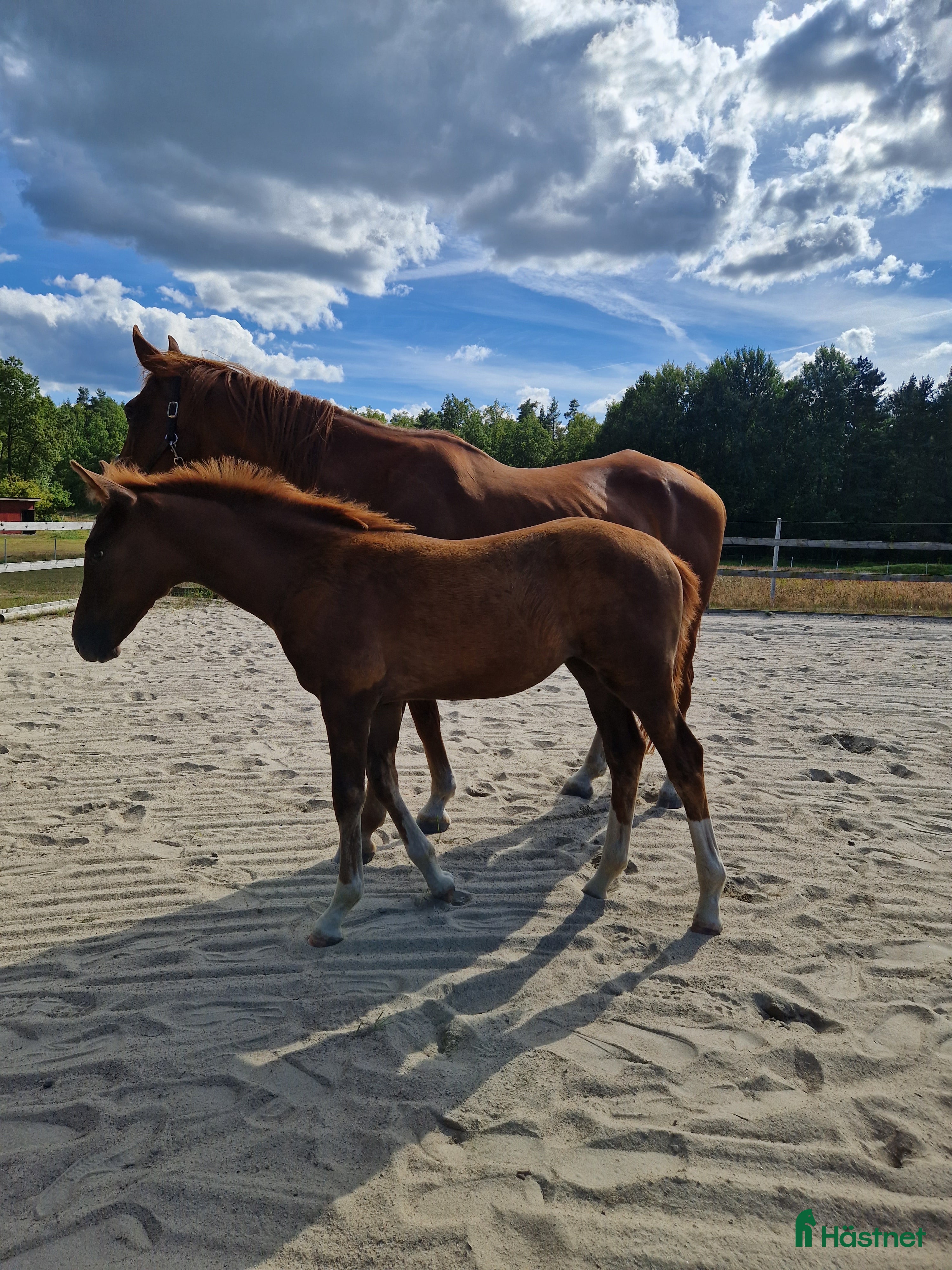 Hoppning hästar till salu: En framtids stjärna  - Annons 1