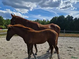 Hoppning hästar till salu: En framtids stjärna - Annons 1