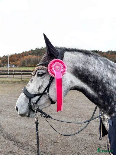 Galleribild {{count}}