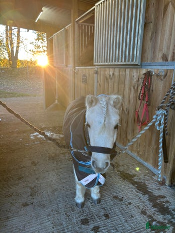 stallplats i Eslöv - Annons 8