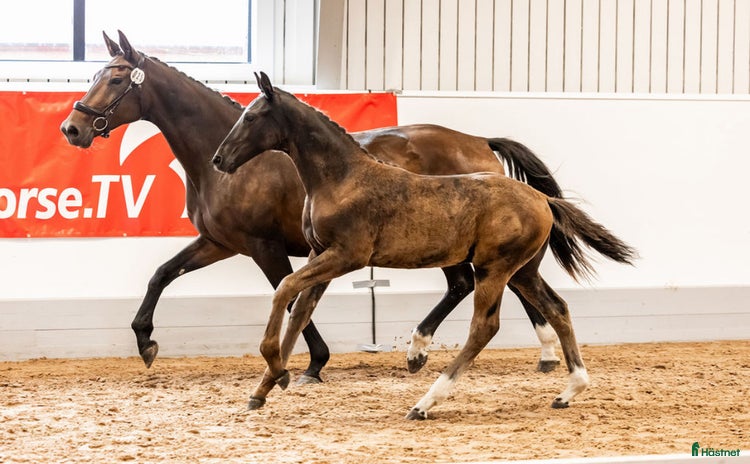  hästar i Uppsala - Annons 4