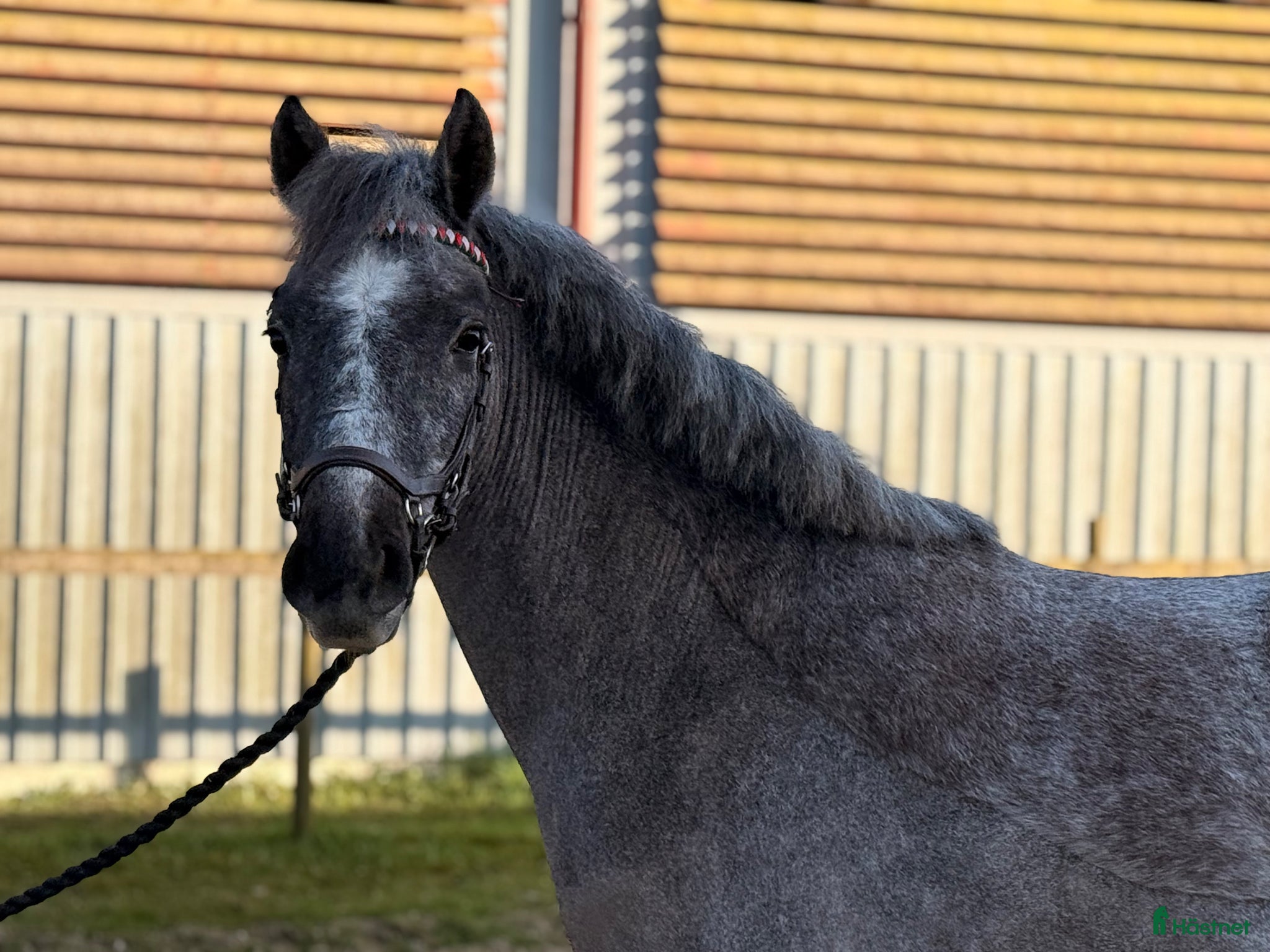  hästar Framtida tävlingsponny🤩 - Annons 18