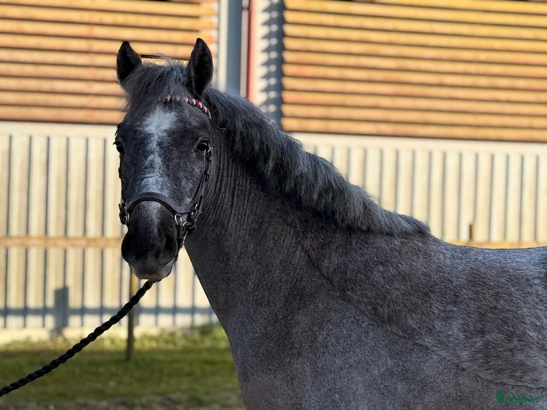 Hoppning hästar till salu: Framtida tävlingsponny🤩 - Annons 1