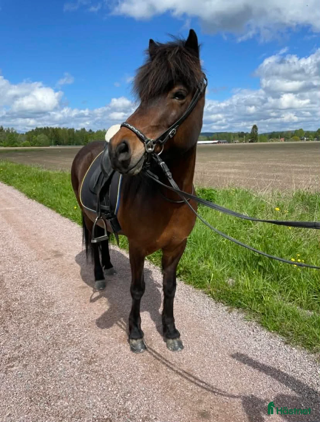 Island hästar till salu: Lyxig ridhäst i Norberg - Annons 2