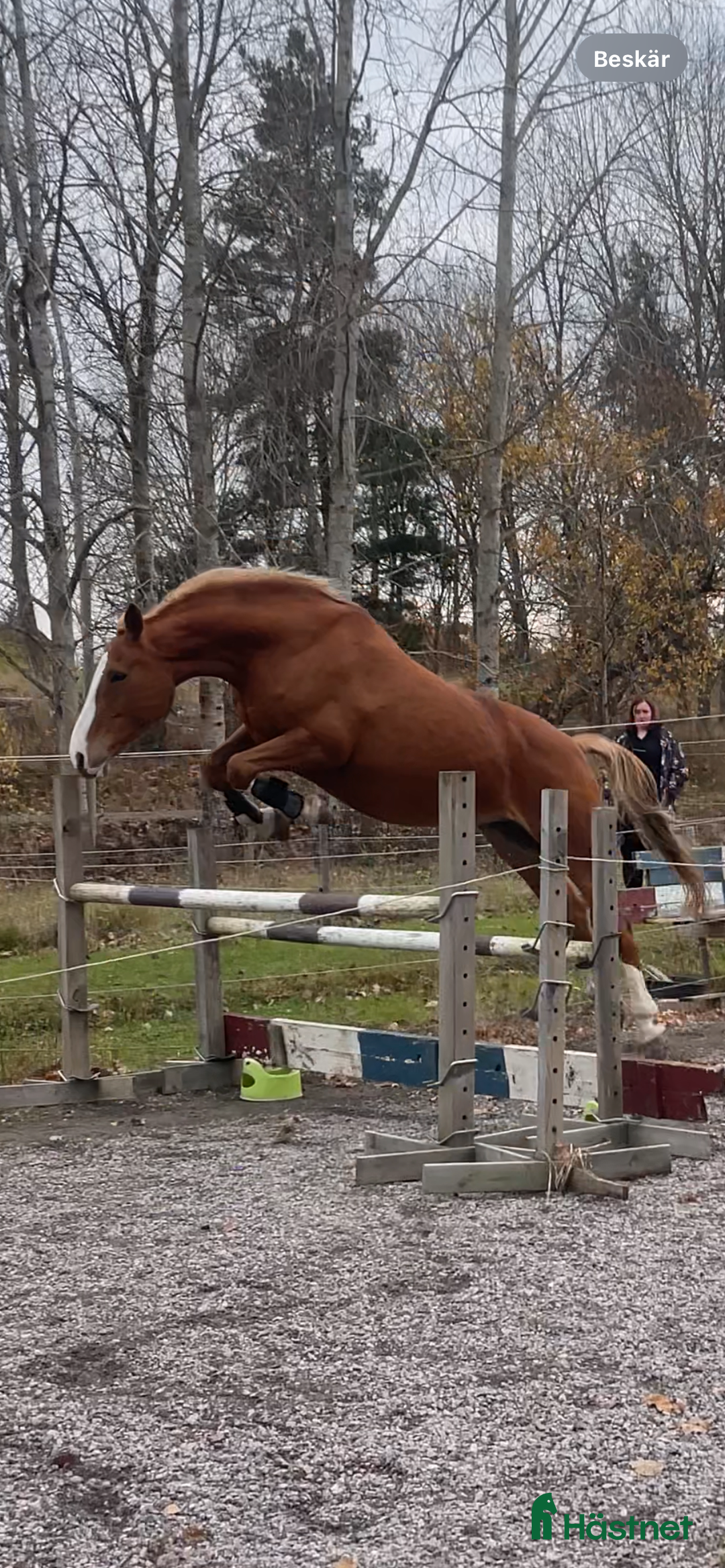 Övrigt hästar till salu: Fantastiskt dräktigt sto för avel och sällskap i Söderköping - Annons 6