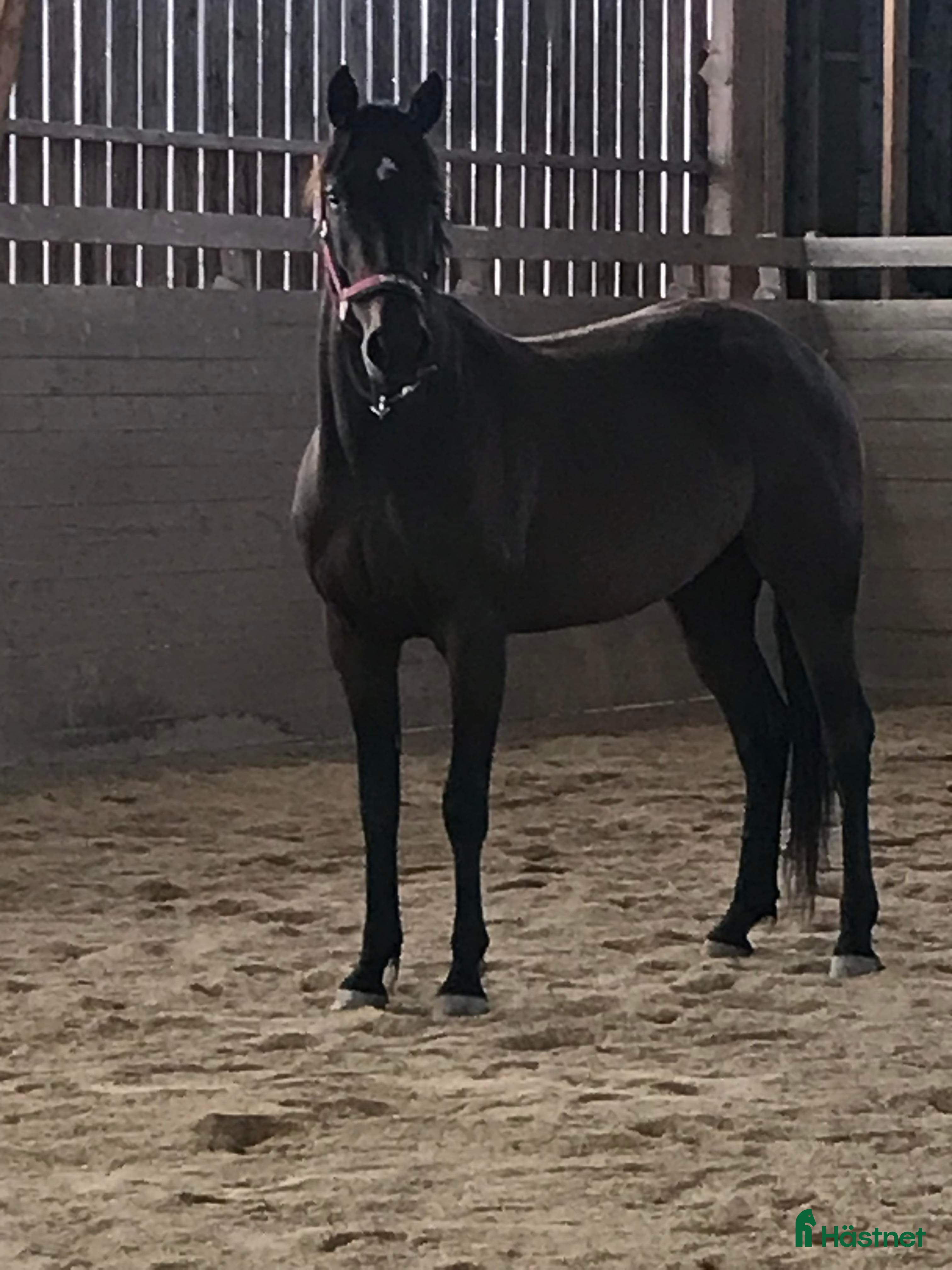  hästar Litet varmblodsto. - Annons 1