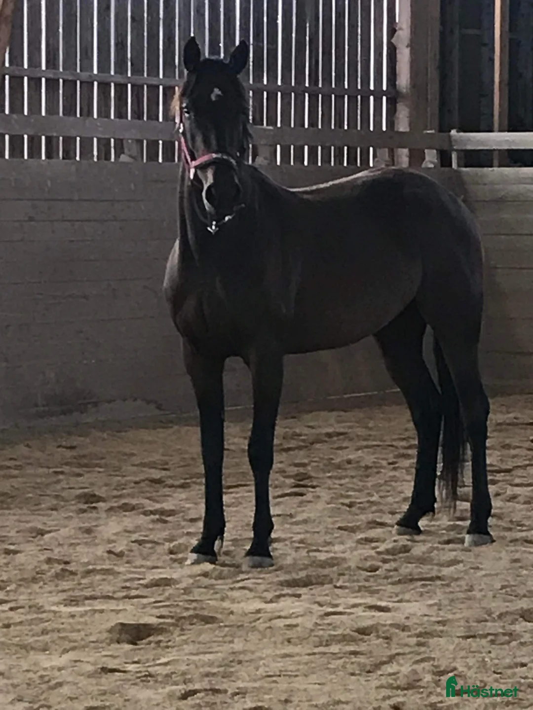 Allround hästar till salu: Litet varmblodsto. - Annons 1