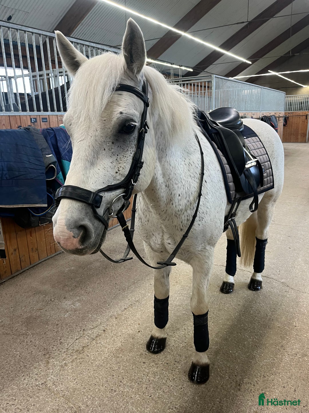 Allround hästar till salu: Härlig allroundponny  i Solna - Annons 5