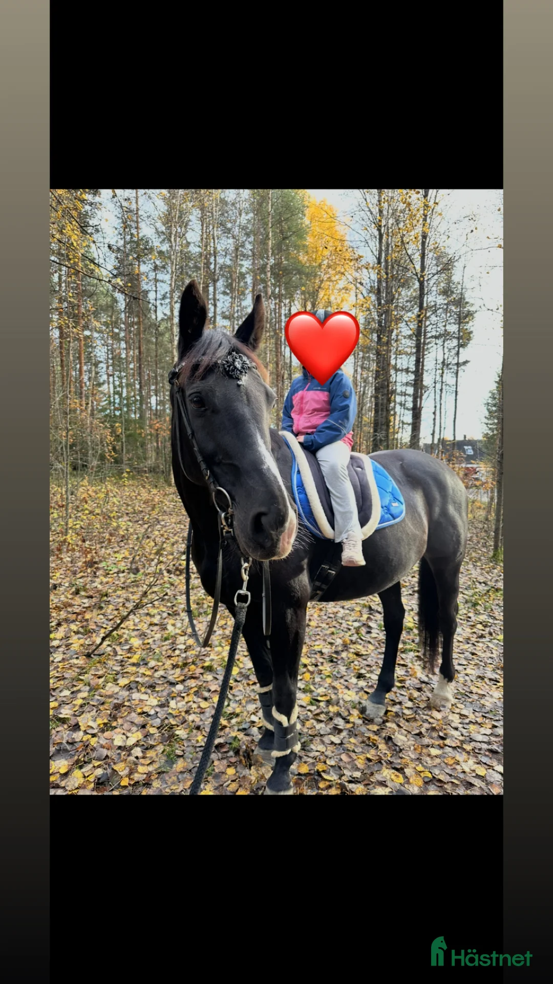 Allround hästar till salu: Vackert sto - Annons 2