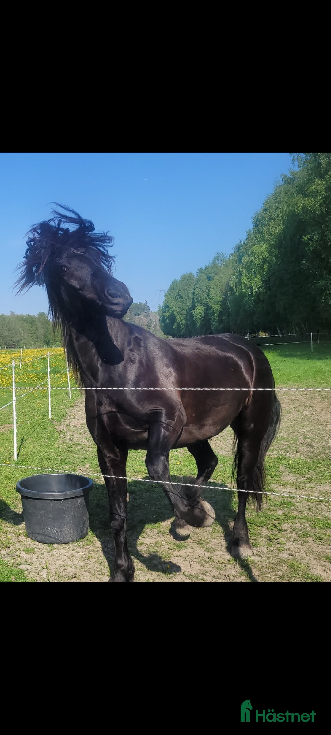  medryttarhäst sökes: Söker dig som gillar pyssel och mys i stallet i Grödinge - Annons 3