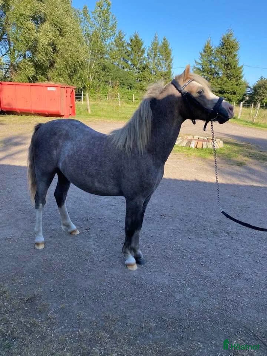 Allround hästar till salu: Karismatisk B-ponny med stor framtidspotential i Helsingborg - Annons 2