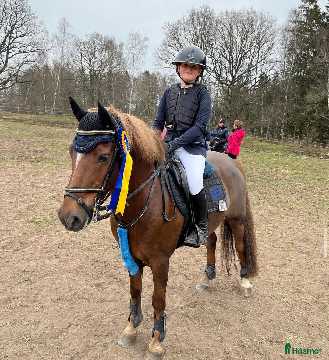 Hoppning hästar till salu: One in A million ponny🌟 i Färjestaden - Annons 12