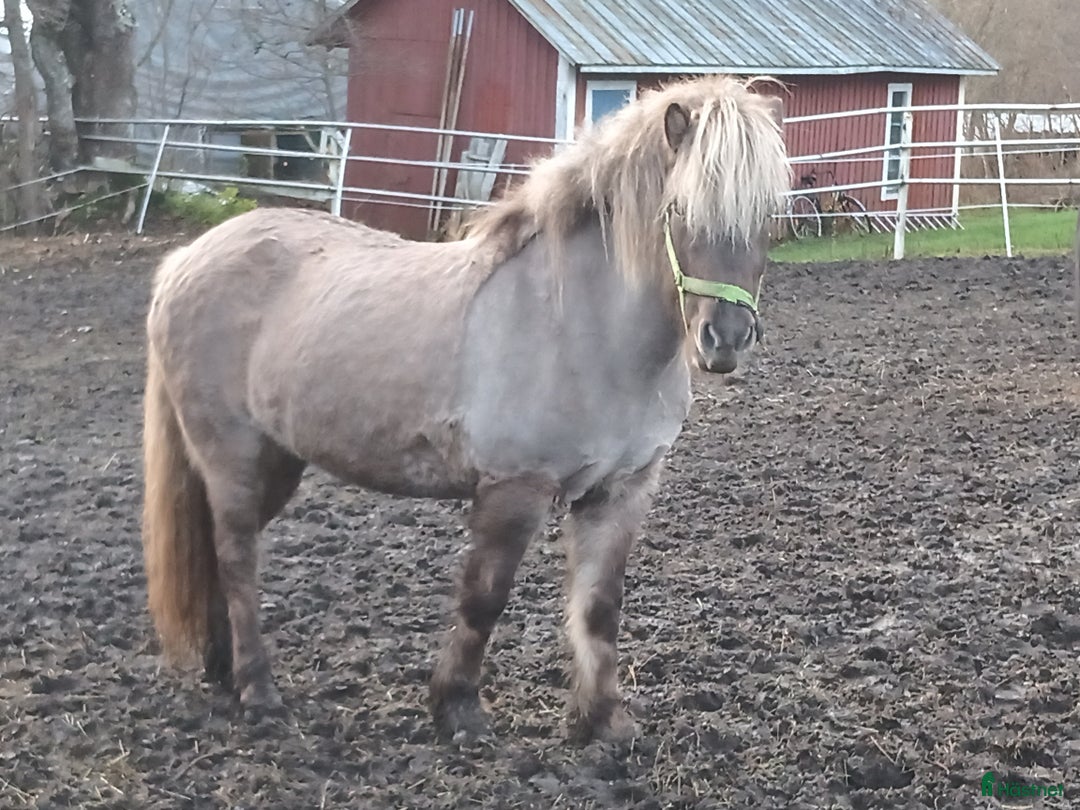 Island hästar till salu: Arbetsvilligt sto med fina gångarter i Hamrångefjärden - Annons 2