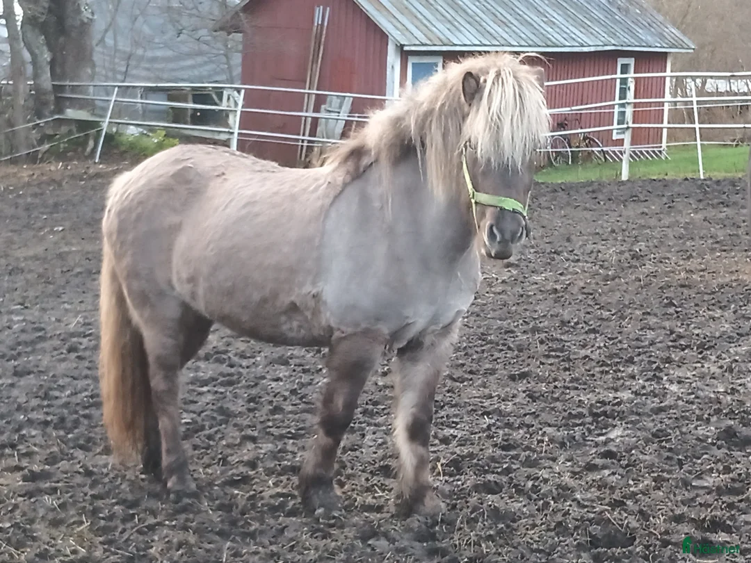 Island hästar till salu: Arbetsvilligt sto med fina gångarter, fler bilder. - Annons 3