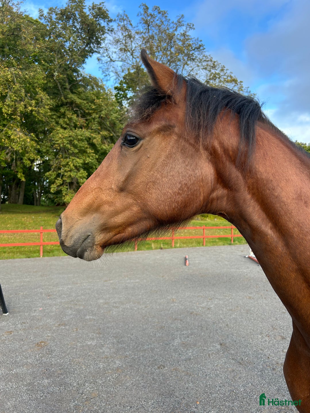Dressyr hästar till salu: Ådö’s Dahlena ”Lena” i Sparreholm - Annons 2