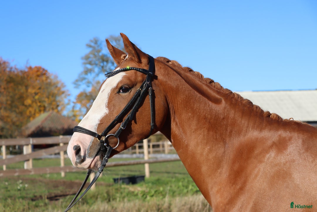 Allround hästar till salu: Formbar framtida stjärna! i Tranås - Annons 1