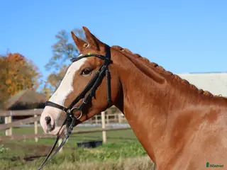Allround hästar till salu: Formbar framtida stjärna! - Annons 3