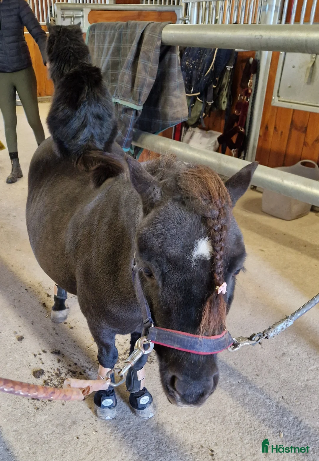 Allround hästar till salu: Super charmig shettis kille  i Mariestad - Annons 1